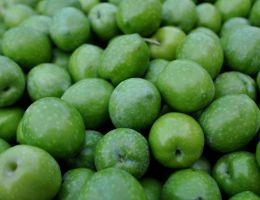 Immagine 5 di OLIO EXTRAVERGINE DI OLIVA D.O.P. NOCELLARA DEL BELICE QUALITA' SUPERIORE BERLINGERI