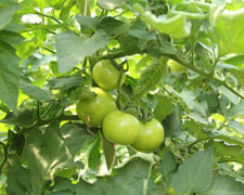 Immagine 1 di Frutta & Verdura Biologica