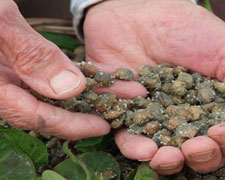 Immagine 1 di CAPPERI DI PANTELLERIA I.G.P.