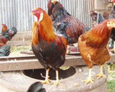 Immagine 1 di CAPPONE DI MOROZZO AGRICOLA RAVERA ENRICO