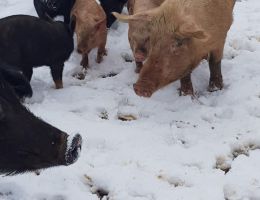 Immagine 2 di PROSCIUTTO CRUDO DI MAIALE BRADO DI NORCIA
