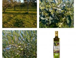 Immagine 4 di OLIO EXTRAVERGINE DI OLIVA CULTIVAR CORATINA CALANDRONE BIO DI QUALITA' SUPERIORE