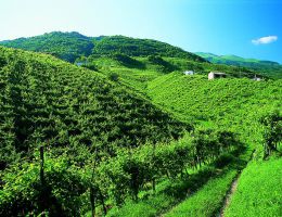 Immagine 4 di VALDOBBIADENE SUPERIORE DI CARTIZZE D.O.C.G. DRY DIRUPO SELECTION