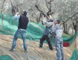 Immagine 2 di E.V.O.  D.O.P. LUCCA