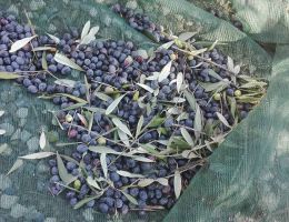 Immagine 4 di E.V.O.  D.O.P. LUCCA