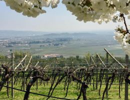 Immagine 2 di AMARONE DELLA VALPOLICELLA CLASSICO D.O.C.G MONTE DANIELI