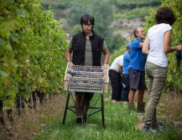 Immagine 3 di AMARONE DELLA VALPOLICELLA CLASSICO D.O.C.G MONTE DANIELI