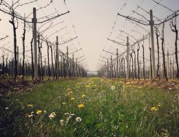 Immagine 5 di AMARONE DELLA VALPOLICELLA CLASSICO D.O.C.G MONTE DANIELI