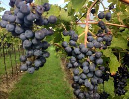 Immagine 2 di AMARONE CLASSICO DELLA VALPOLICELLA D.O.C. CAMPEDEL