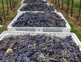 Immagine 3 di AMARONE CLASSICO DELLA VALPOLICELLA D.O.C. CAMPEDEL