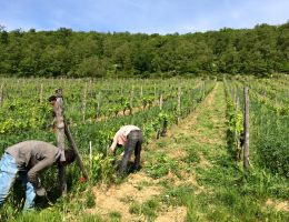 Immagine 4 di CHIANTI CLASSICO RISERVA D.O.C.G. BARON UGO