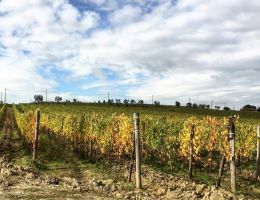 Immagine 3 di CHIANTI CLASSICO GRAN SELEZIONE D.O.C.G. LA PRIMA