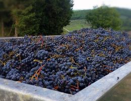 Immagine 4 di CHIANTI CLASSICO GRAN SELEZIONE D.O.C.G. LA PRIMA