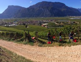 Immagine 3 di TRENTO D.O.C. BRUT NATURE RISERVA  BELLAVEDER VINI