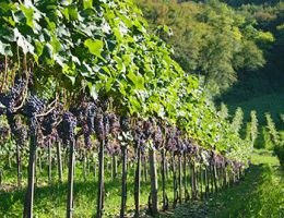 Immagine 2 di MERLOT I.G.T. VENETO AGRI RIVA RATTA