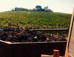 Immagine 2 di NOBILE DI MONTEPULCIANO D.O.C.G. MAESTRO