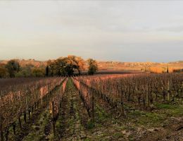 Immagine 4 di NOBILE DI MONTEPULCIANO RISERVA D.O.C.G.
