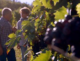 Immagine 2 di CHIANTI CLASSICO RISERVA D.O.C.G. PODERE CASTELLINUZZA