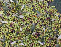 Immagine 4 di OLIO EXTRAVERGINE DI OLIVA CHIANTI CLASSICO D.O.P. COLLE DEI GIACHI