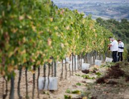 Immagine 2 di NOBILE DI MONTEPULCIANO RISERVA D.O.C.G. AMORE MIO