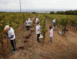 Immagine 3 di NOBILE DI MONTEPULCIANO RISERVA D.O.C.G. AMORE MIO