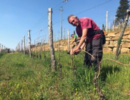 Immagine 4 di CHIANTI CLASSICO RISERVA D.O.C.G.