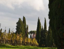 Immagine 3 di NOBILE DI MONTEPULCIANO D.O.C.G. RISERVA