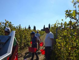 Immagine 4 di NOBILE DI MONTEPULCIANO D.O.C.G. RISERVA