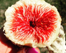 Immagine 1 di FICO ROSA DI PISTICCI