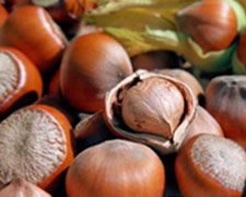 Immagine 1 di NOCCIOLA TONDA DEL PIEMONTE I.G.P. AGRI ​​​​​​​SAN MARTINO LANGHE