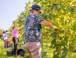 Immagine 3 di VALDOBBIADENE CARTIZZE DRY PROSECCO SUPERIORE D.O.C.G.