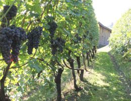 Immagine 4 di SFORZATO DELLA VALTELLINA D.O.C.G. QUATTRO SOLI  LA PERLA  DI MARCO TRIACCA