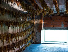 Immagine 2 di GAMBELLARA RECIOTO CLASSICO D.O.C. SORDATO VINI