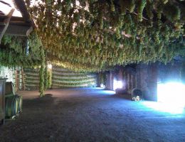 Immagine 3 di GAMBELLARA RECIOTO CLASSICO D.O.C. SORDATO VINI