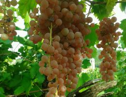 Immagine 4 di GAMBELLARA RECIOTO CLASSICO D.O.C. SORDATO VINI