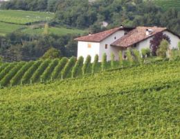 Immagine 3 di A.A. PINOT NERO RISERVA D.O.C: