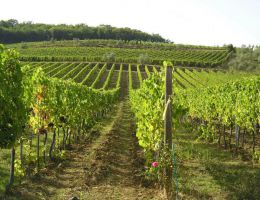 Immagine 3 di CAMALAIONE I.G.T. TOSCANA