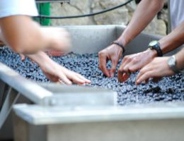 Immagine 4 di CAMALAIONE I.G.T. TOSCANA