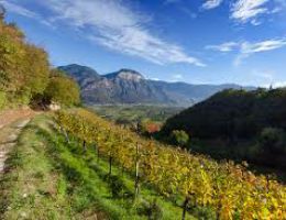 Immagine 2 di SUDTIROLER D.O.C. SAUVIGNON