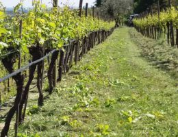 Immagine 2 di AMARONE CLASSICO DELLA VALPOLICELLA D.O.C. VIGNETI DI RAVAZZOL