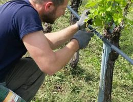 Immagine 3 di AMARONE CLASSICO DELLA VALPOLICELLA D.O.C. VIGNETI DI RAVAZZOL