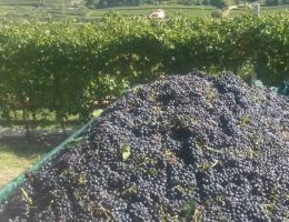 Immagine 4 di AMARONE CLASSICO DELLA VALPOLICELLA D.O.C. VIGNETI DI RAVAZZOL