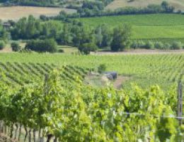 Immagine 2 di NOBILE DI MONTEPULCIANO D.O.C.G. PIETRA ROSSA