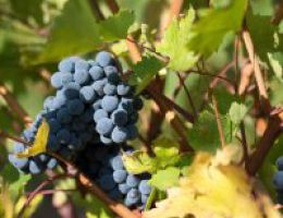 Immagine 3 di NOBILE DI MONTEPULCIANO D.O.C.G. PIETRA ROSSA