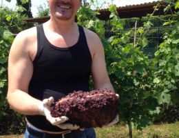 Immagine 3 di AMARONE DELLA VALPOLICELLA CLASSICO D.O.C. CASTEL