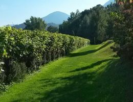 Immagine 2 di A.A.SCHIAVA D.O.C. BASLAN