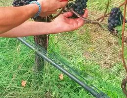 Immagine 3 di A.A.SCHIAVA D.O.C. BASLAN