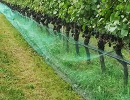 Immagine 5 di A.A.SCHIAVA D.O.C. BASLAN