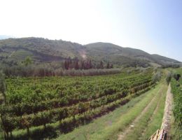 Immagine 2 di CHIANTI CLASSICO RISERVA D.O.C.G. GRANDE SELEZIONE