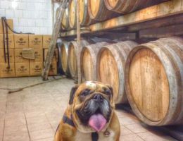 Immagine 3 di CHIANTI CLASSICO RISERVA D.O.C.G. GRANDE SELEZIONE